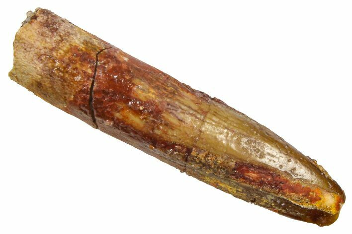 Fossil Sauropod Dinosaur (Rebbachisaurus) Tooth - Morocco #369652